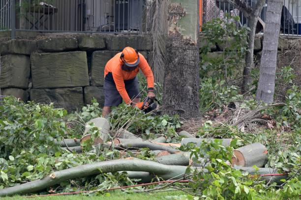 Best Affordable Tree Service  in Little Elm, TX